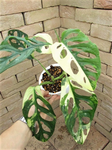 マドカズラ 斑入り 画像１は親木参考 | 希少植物の販売 アグラオネマ 