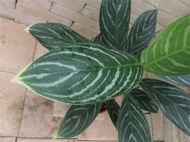 Aglaonema Nitidum "White Stem" 親株 | 希少植物の販売 アグラオネマ専門販売店 『アグラオネマ本舗』