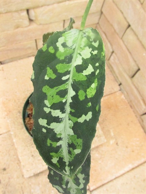 Aglaonema pictum tricolor 西スマトラ産のワイルド個体 | 希少植物の販売 アグラオネマ専門販売店 『アグラオネマ本舗』
