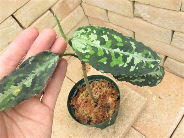 Aglaonema pictum tricolor 西スマトラ産のワイルド個体 | 希少植物の販売 アグラオネマ専門販売店 『アグラオネマ本舗』