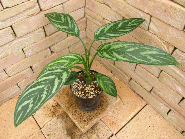 Aglaonema nitidum Curtisii 本種のパターン違い レオンの劇中鉢植え風 ...