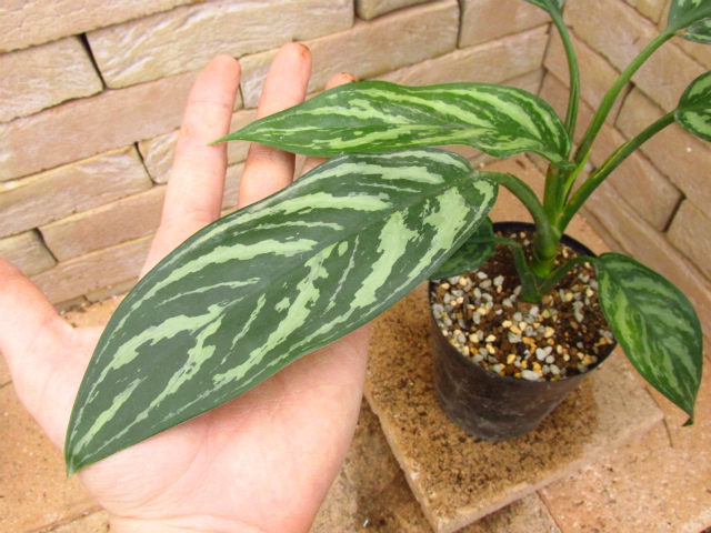 Aglaonema nitidum Curtisii 本種のパターン違い レオンの劇中鉢植え風 ...