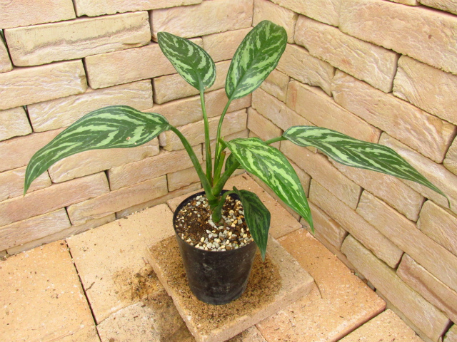 Aglaonema nitidum Curtisii 本種のパターン違い レオンの劇中鉢植え風 ...