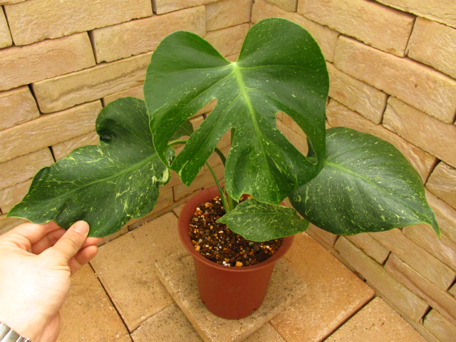 モンステラ・デリシオーサ 実生超奇形個体 安定斑 | 希少植物の販売 