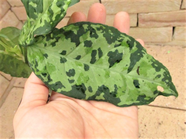 人気カラーの アグラオネマ ブリリアント トリカラー 植物/観葉植物