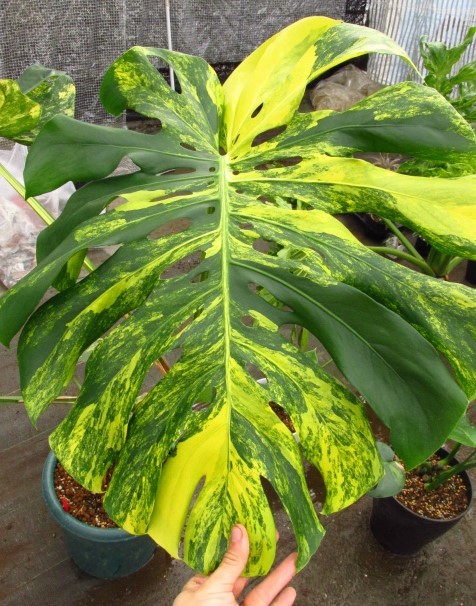 モンステラ・デリシオーサ 実生黄斑 | 希少植物の販売 アグラオネマ 