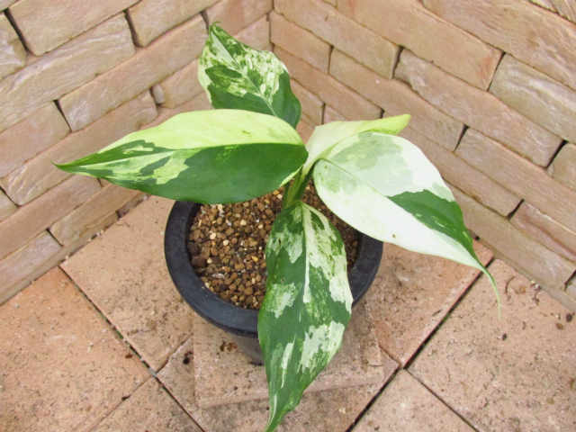 ☆★【珍希少】★☆Aglaonema modestum ‘Variegatum’