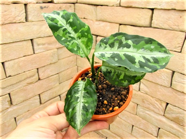 Aglaonema pictum tricolor 西スマトラ産のワイルド個体 | 希少植物の