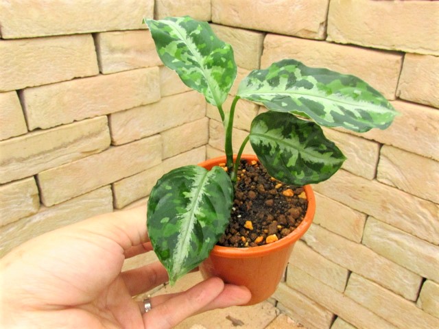 Aglaonema pictum tricolor 西スマトラ産のワイルド個体 | 希少植物の