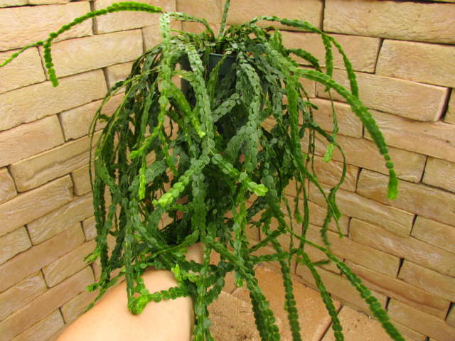 フペルジア ヌンムラリフォリア | 希少植物の販売 アグラオネマ専門 