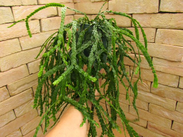 フペルジア ヌンムラリフォリア | 希少植物の販売 アグラオネマ