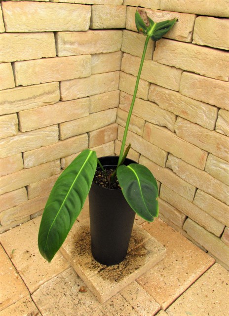 フィロデンドロン・パトリシアエ Philodendron