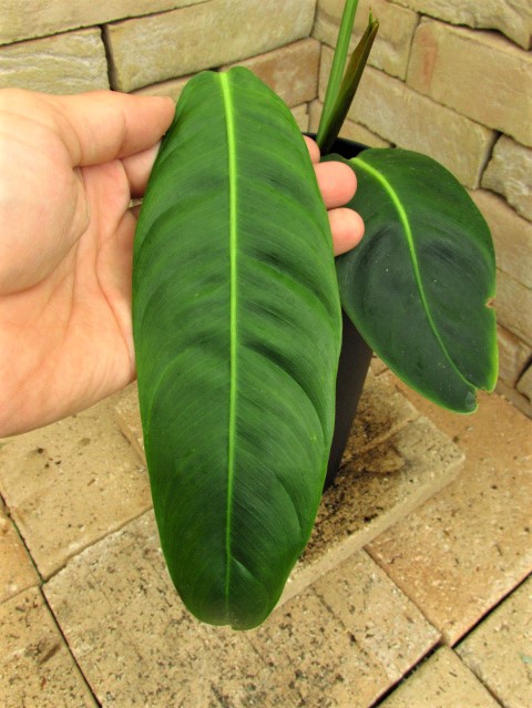 フィロデンドロン・パトリシアエ Philodendron