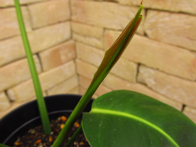 フィロデンドロン・パトリシアエ Philodendron 