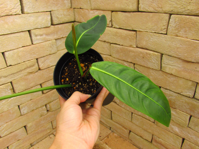 フィロデンドロン・パトリシアエ Philodendron 