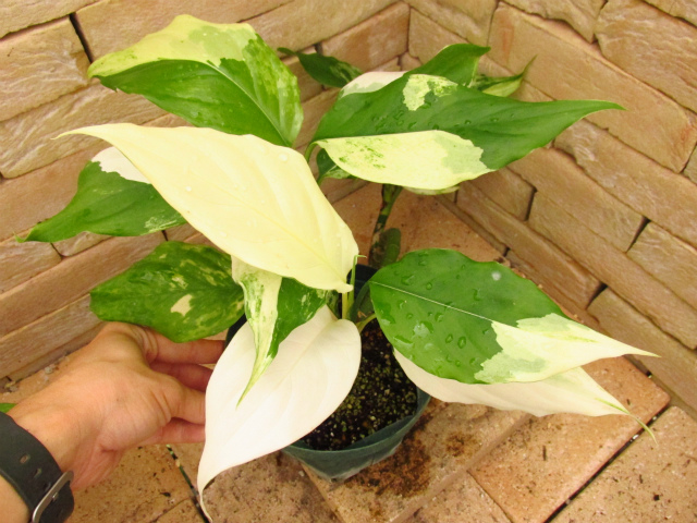 Aglaonema modestum 'Variegatum' 極斑 | 希少植物の販売 アグラオネマ ...