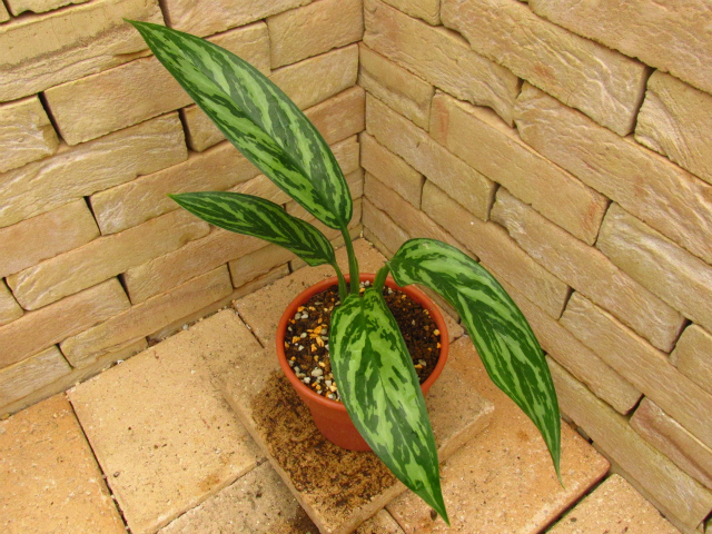 Aglaonema nitidum Curtisii 本種のパターン違い レオンの劇中鉢植え風 ...