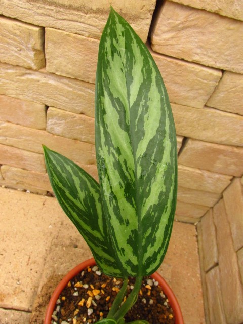 Aglaonema nitidum Curtisii 本種のパターン違い レオンの劇中鉢植え風 ...