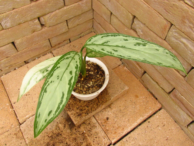 在庫処分】 アグラオネマ シルバークイーン 斑入り 植物/観葉植物