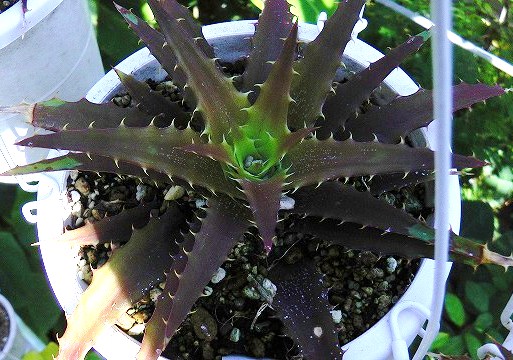 激レア オルトフィタム Orthophytum Baker seedling ⑴ | www 