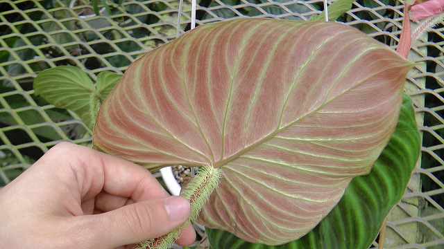 Philodendron 