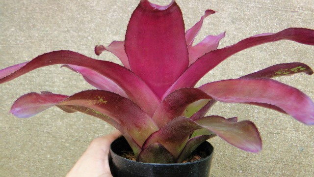 Neoregelia 'Lila' cv. 'Candystripe' - Bromeliad Paradise