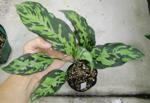 Aglaonema pictum tricolor 派手柄 | 希少植物の販売 アグラオネマ専門 