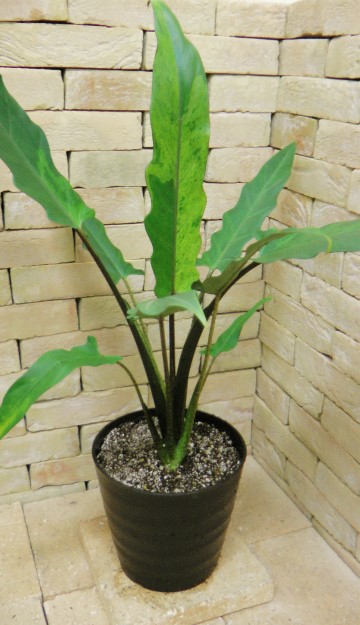 アロカシア ラウテルバキアナ 斑入り | 希少植物の販売 アグラオネマ 