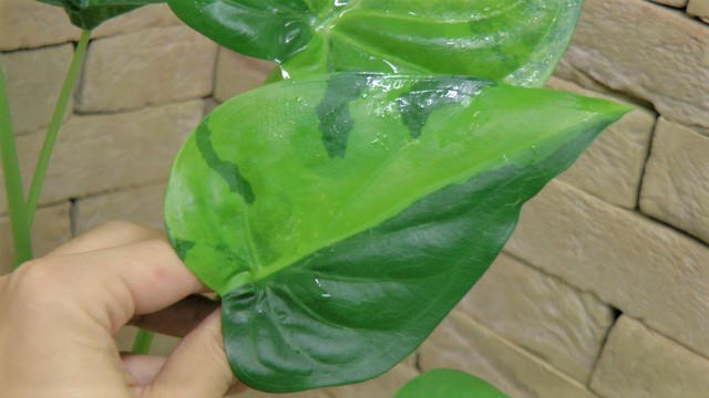アロカシア・ククラータ 極黄斑個体 1鉢限定 | 希少植物の販売