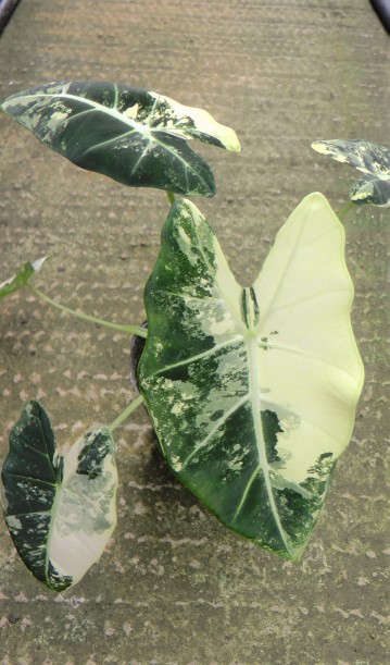 アロカシア・グリーンベルベット 斑入り 4寸ポット苗 | 希少植物の販売 ...