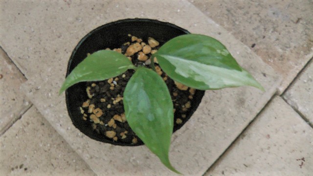 Aglaonema Modestum Variegatum 挿し木苗 ポット 希少植物の販売 アグラオネマ専門販売店 アグラオネマ本舗