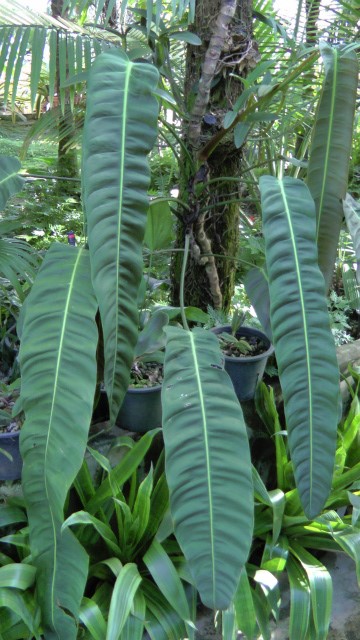 フィロデンドロン・パトリシアエ Philodendron