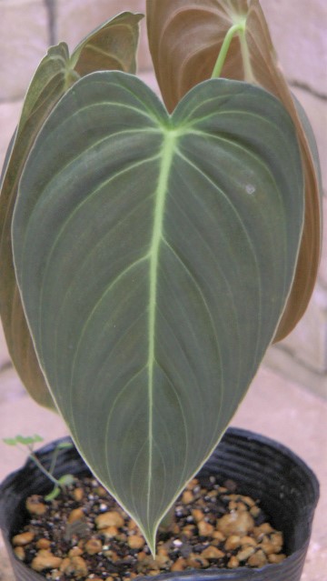 フィロデンドロン・メラノクリサム | 希少植物の販売 アグラオネマ専門 