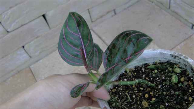 黒質葉アチェ産 Aglaonema 