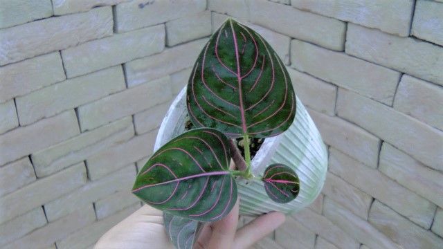 黒質葉アチェ産 Aglaonema 