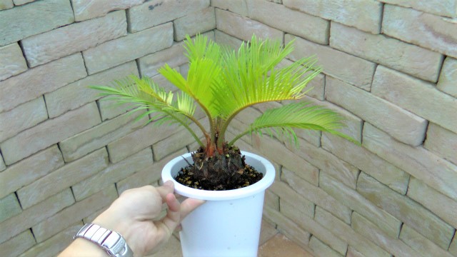 黄金蘇鉄 | 希少植物の販売 アグラオネマ専門販売店