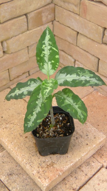 Aglaonema pictum tricolor アチェ産 | 希少植物の販売 アグラオネマ ...