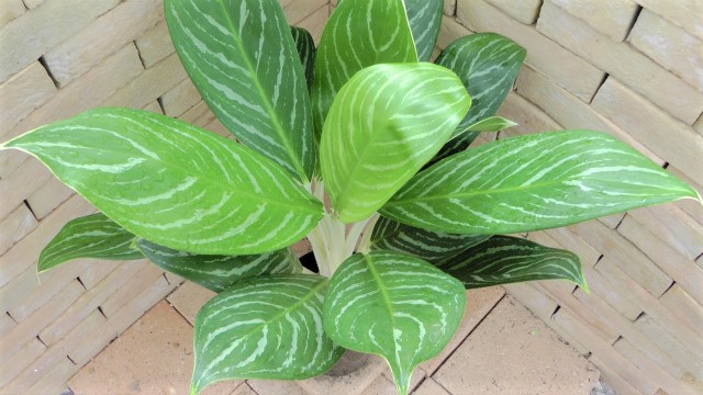 Aglaonema Nitidum 