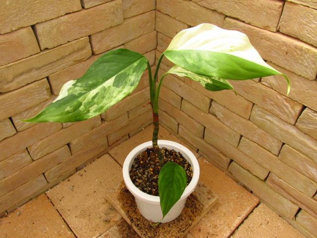 Aglaonema modestum 'Variegatum' | 希少植物の販売 アグラオネマ専門 ...